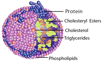 Komponente des Lipoproteins.