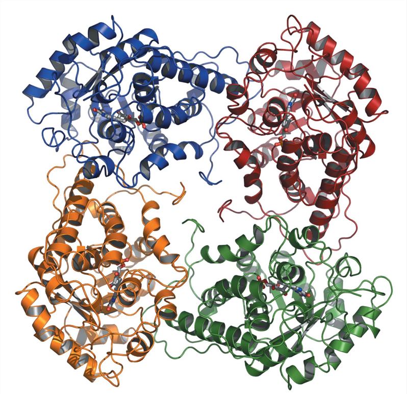 Das L-Laktatoxidase-Tetramer, das die Hälfte der asymmetrischen Einheit beschreibt.