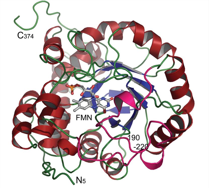 Die Monomerstruktur des L-Laktatoxidase-Tetramers.