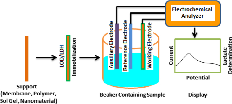 Grundprinzip des L-Laktatoxidase-Biosensors.