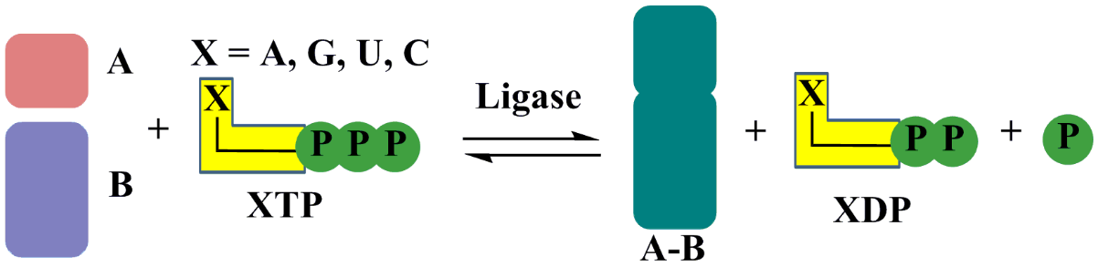 Ligase Einführung