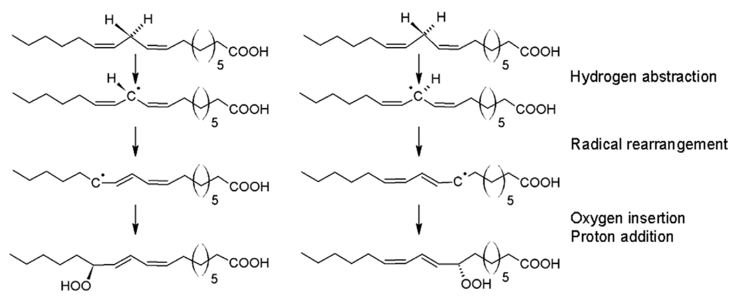 Lipoxygenase