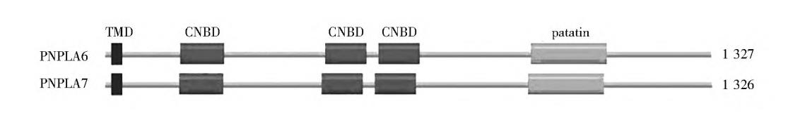 Struktur der Lysophospholipasen