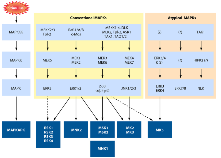 MAP-Kinase 