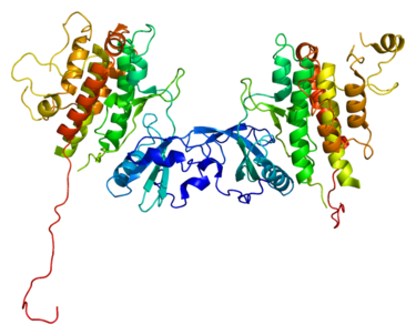 Proteinstruktur von MK2.