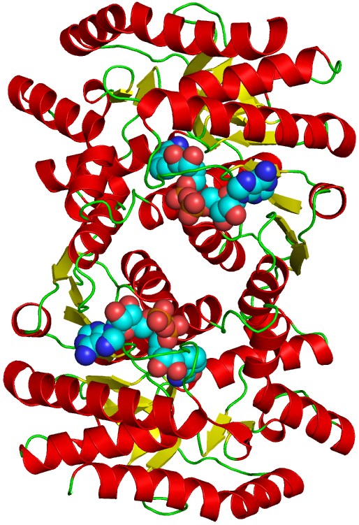 Proteinstruktur von MDH.