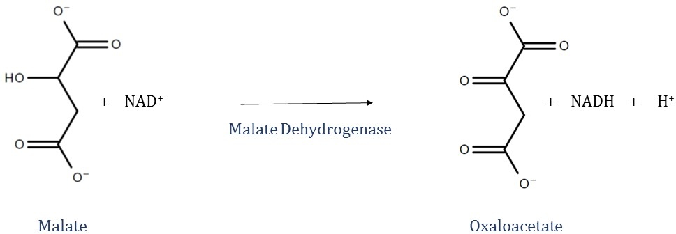 Allgemeine Reaktion, die die von Malatdehydrogenase katalysierte Oxidation von Malat durch Reduktion von NAD+ zeigt.