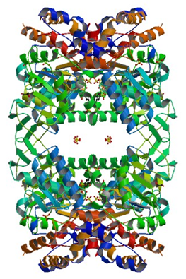Enzymaktivitätsmessung für 5'-Nukleotidase