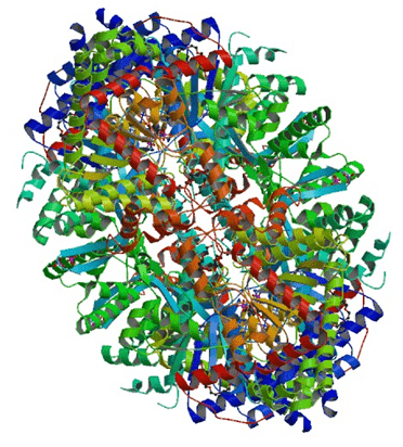 Enzymaktivitätsmessung für Glykogenphosphorylase