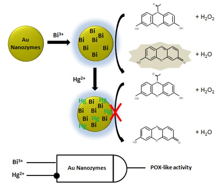Hg2+ inhibiert die peroxidaseähnliche Aktivität von Au-Nanozymen in Anwesenheit von Bi3+. - Creative Enzymes