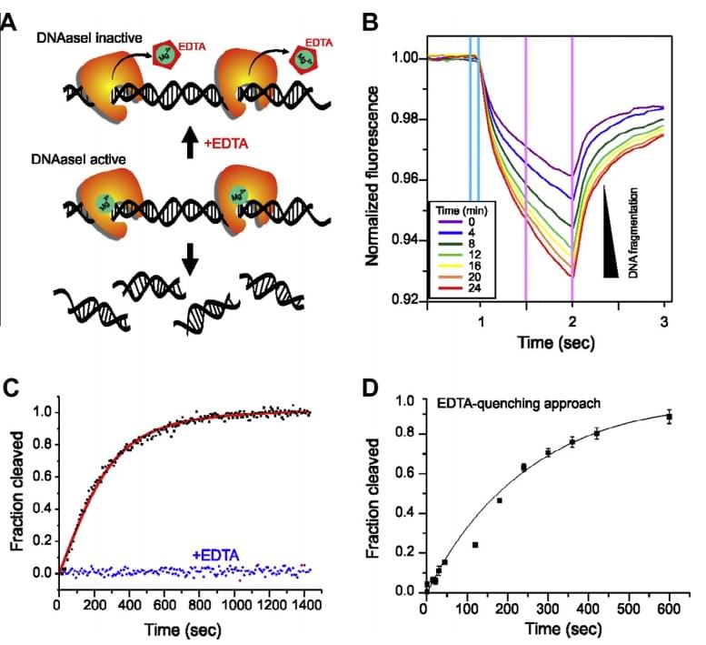 Kinetik des enzymatischen Abbaus von DNA durch DNase I unter Verwendung verschiedener MST-basierter Ansätze. (A) Schematische Darstellung des Mg2+-abhängigen Abbaus von DNA durch DNase I. (B) Echtzeitmessung des DNA-Abbaus.