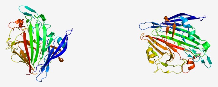 Proteinstruktur von Mutarotase.