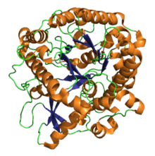 Proteinstruktur der Myrosinase.