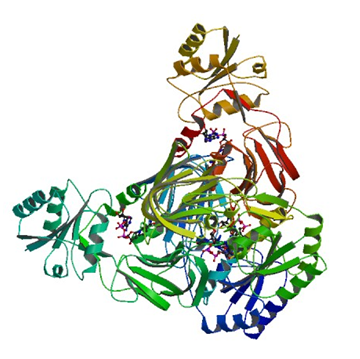 Enzymaktivitätsmessung der NAD+ Kinase mittels spektrophotometrischer Assays