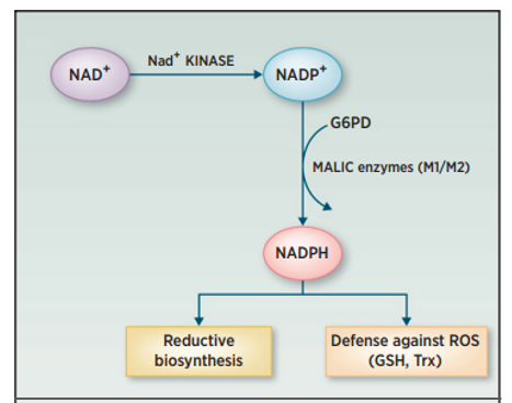 Die Rolle der NAD+ Kinase (NADK) und Dehydrogenasen (G6PD) sowie der malischen Enzyme, M1 und M2, bei der Erzeugung von NADPH
