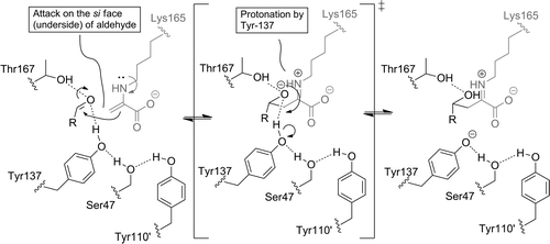 Mechanismus der Kohlenstoff-Kohlenstoff-Bindungsbildung und Protonierung während der NALase-Katalyse, abgeleitet aus der Kristallstruktur der Y137A-Variante in Anwesenheit von Pyruvat und ManNAc sowie QM/MM-Modellierung