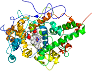Native Bovine Laktoperoxidase