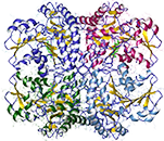 Cystathionin-gamma-lyase, rekombinant