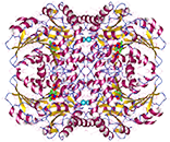 Cystathionin β-lyase, rekombinant