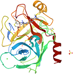 Trypsin aus Schwein, rekombinant