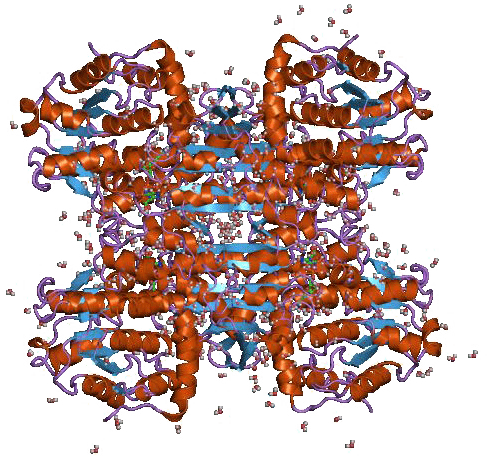 S-Adenosyl-L-Homocystein-Hydrolase, rekombinant
