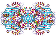S-Adenosylmethionin-Synthetase, rekombinant