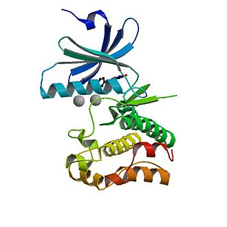 Proteinstruktur von Wee1.