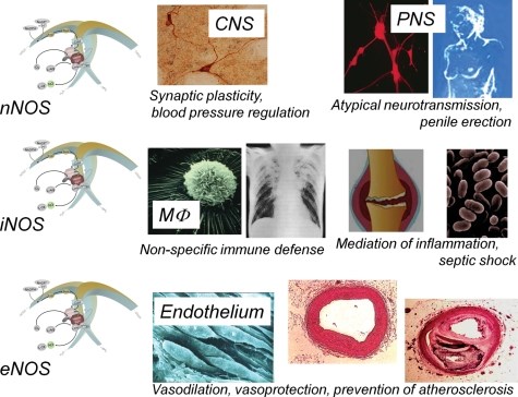 Wichtige Funktionen der verschiedenen NOS-Isoformen 