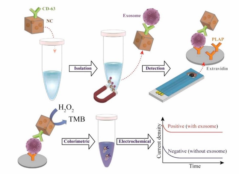 Schematische Darstellung des elektrochemischen Biosensors auf Basis von Au / Fe2O3 Nanozym zur Detektion von Exosomen.