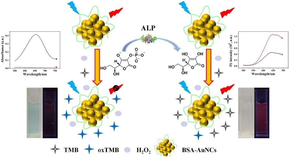 Eine colorimetrische und fluoreszierende Dual-Channel-Methode zur Detektion der ALP-Aktivität wird vorgeschlagen.