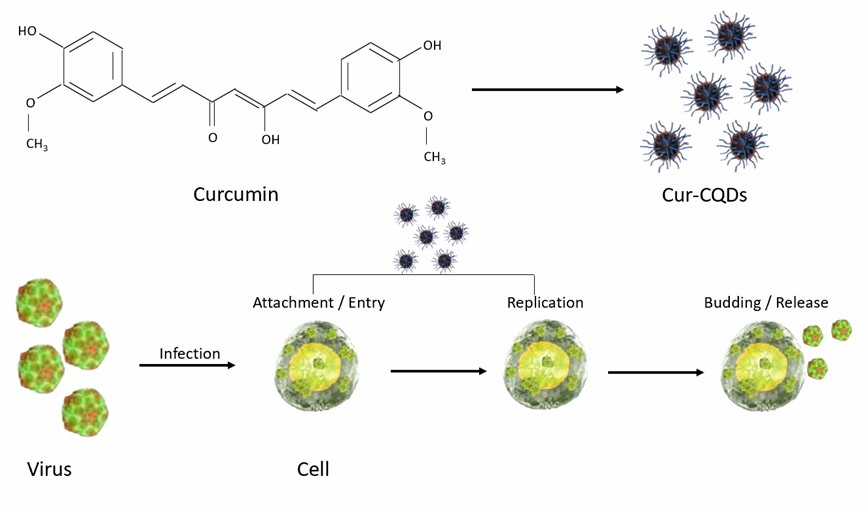 Illustration der Synthese von Cur-CPDs und deren antiviralen Anwendungen. - Creative Enzymes