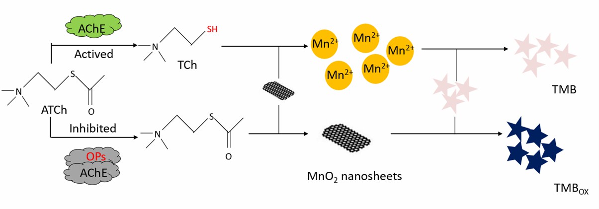 MnO2-basierter kolorimetrischer Sensor zum Nachweis der AChE-Aktivität. - Creative Enzymes