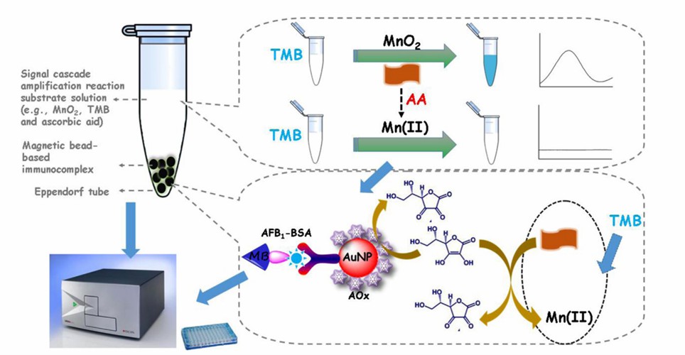 Schematische Darstellung des von MnO2-Nanozymen vermittelten chromatographischen Immunoassays auf mit Bovinserumalbumin-AFB1-modifizierten magnetischen Perlen.