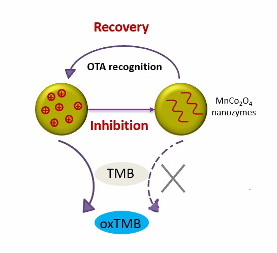 MnCo2O4-Oxidase-Mimik-basierte colorimetrische Analyse zur Detektion von OTA.