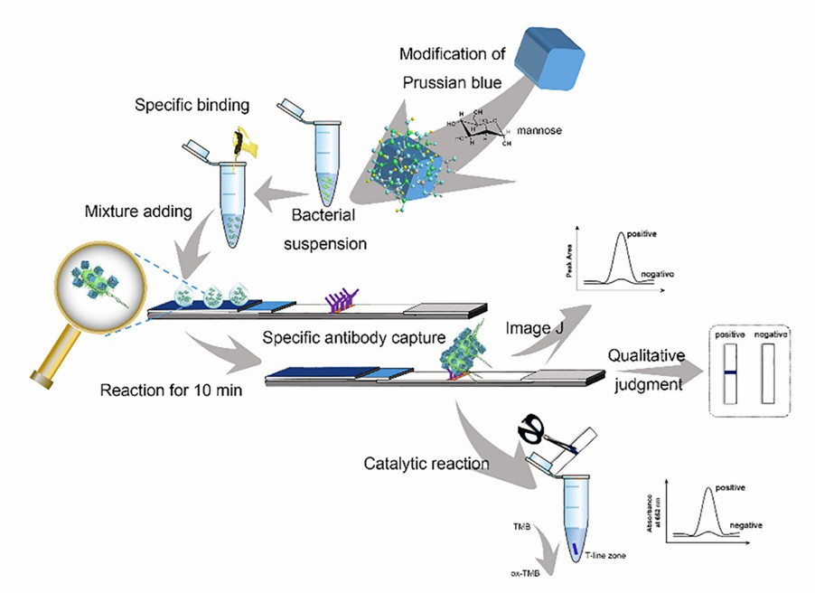 Schematische Darstellung des neuartigen Multi-Readout und label-freien LFIA zur Detektion von E. coli.