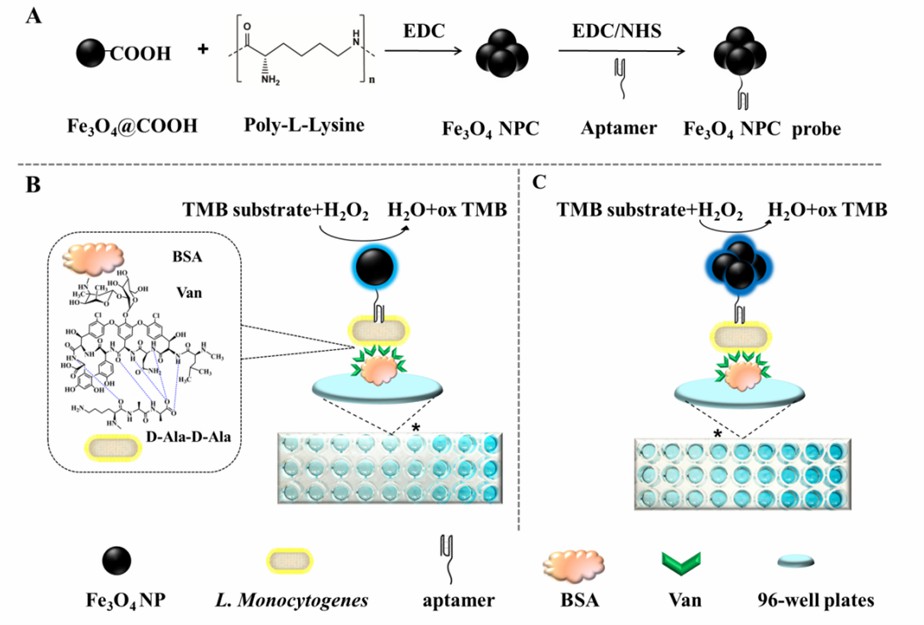 Schematische Darstellung zur Vorbereitung von Fe3O4 NPC (A), das Prinzip des Fe3O4 NP-basierten Biosensors (B) und den durch Fe3O4 NPC katalysierten Signalverstärkungs-Biosensor (C).