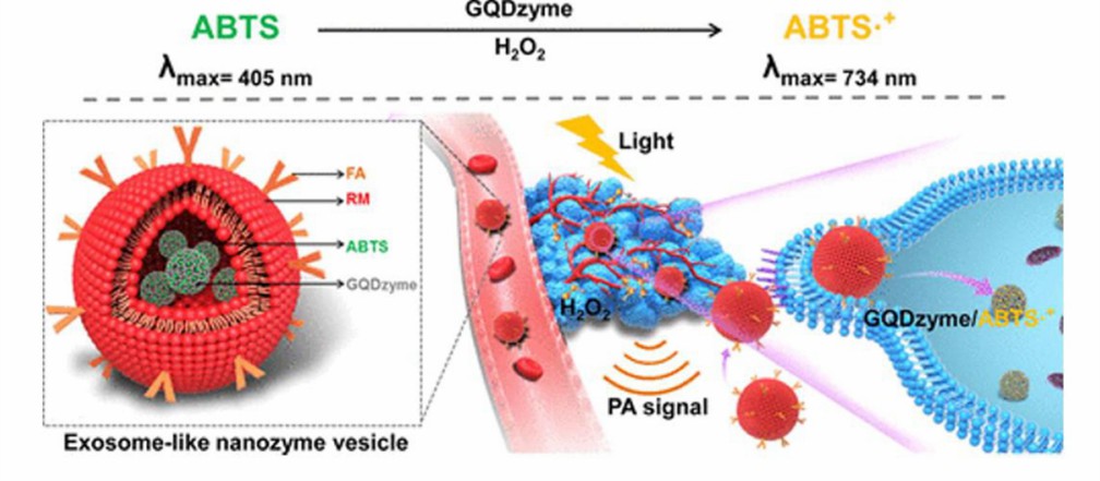 Schematische Darstellung eines exosomähnlichen Enzymvesikels für H2O2-reaktive katalytische fotoakustische Bildgebung.