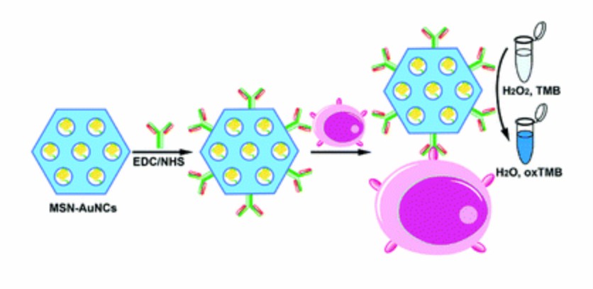 Bildgebung von Brustkrebszellen basierend auf Nanozymen. - Creative Enzymes