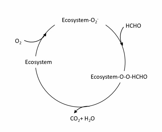 Schematische Darstellung des Prozesses der simulierten enzymatischen katalytischen Zersetzung von Formaldehyd.