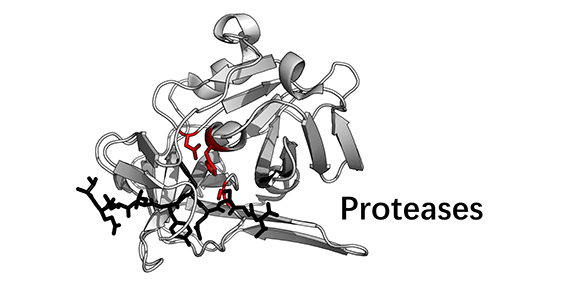 Proteasen