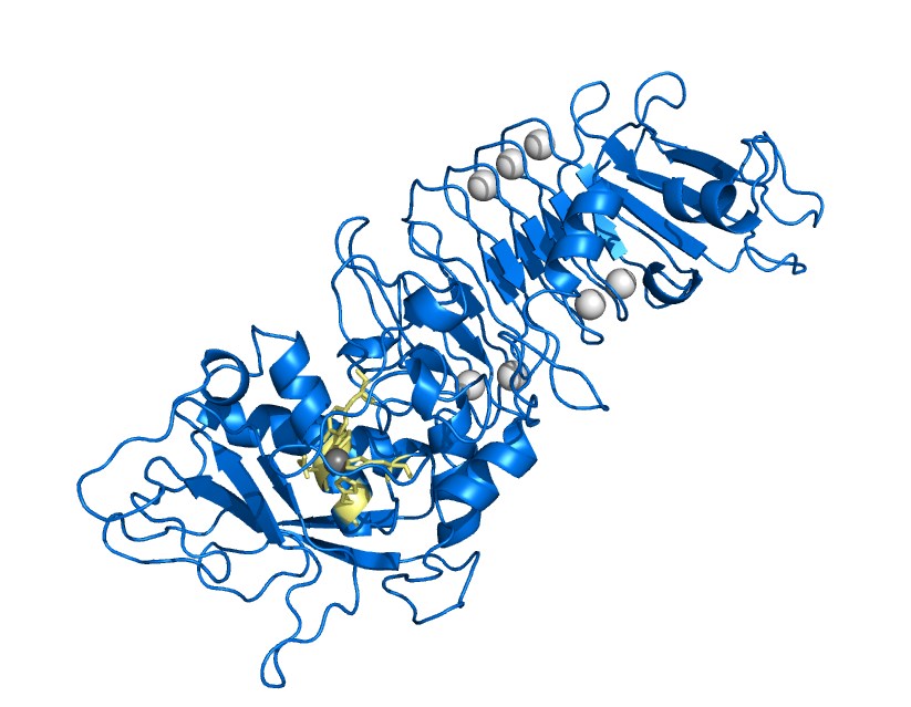 Proteinstruktur der neutralen Protease
