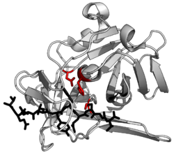 Proteinstruktur der alkalischen Protease