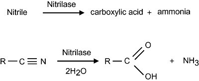 Die Nitrilase-Reaktion. Nitrilasen katalysieren die Hydrolyse von Nitrilen zu der entsprechenden Carbonsäure plus Ammoniak