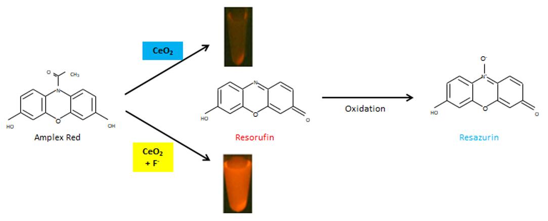 Fluorid kann die Aktivität von Nanoceria steigern, um Amplex Red zu oxidieren und ein fluoreszierendes Produkt zu erzeugen. - Creative Enzymes