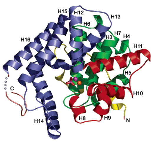 Enzymaktivitätsmessung für 3',5'-zyklische Nucleotid-Phosphodiesterase