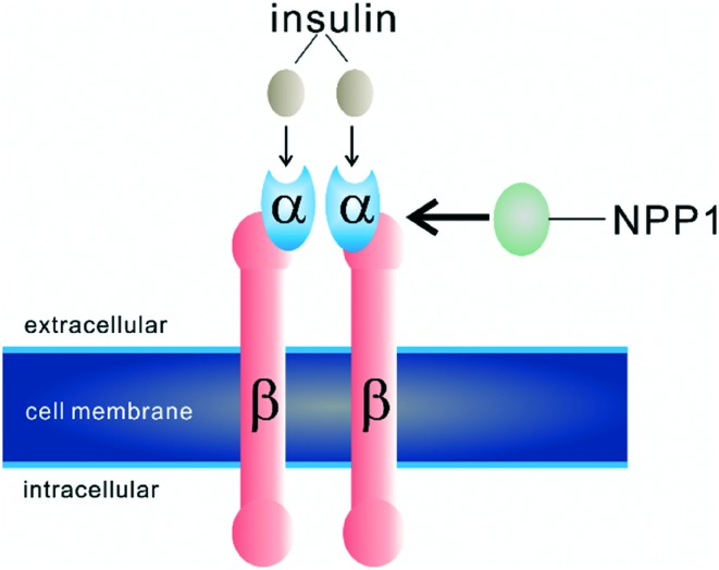 Bindung von NPP1 an den Insulinrezeptor, modifiziert von Abate et al