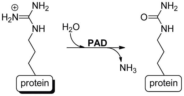 PADs katalysieren die Hydrolyse von Peptidyl-Arginin zu Peptidyl-Citrullin