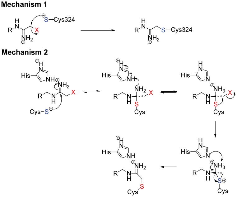 Die vorgeschlagenen Mechanismen der PAD-Inaktivierung durch halo-acetamidinbasierte Inhibitoren