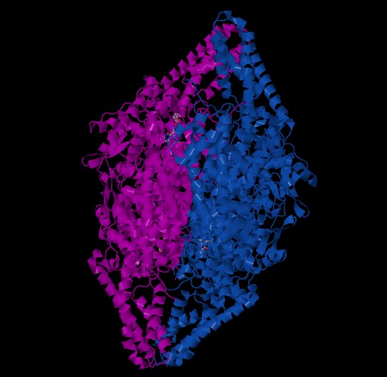 Proteinstruktur von PAL.
