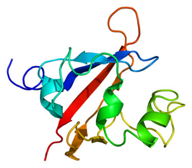 Proteinstruktur von PASK.